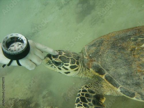 Turtle and Compass