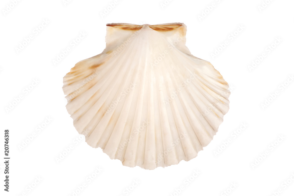 Naklejka premium Jackobsmuschel