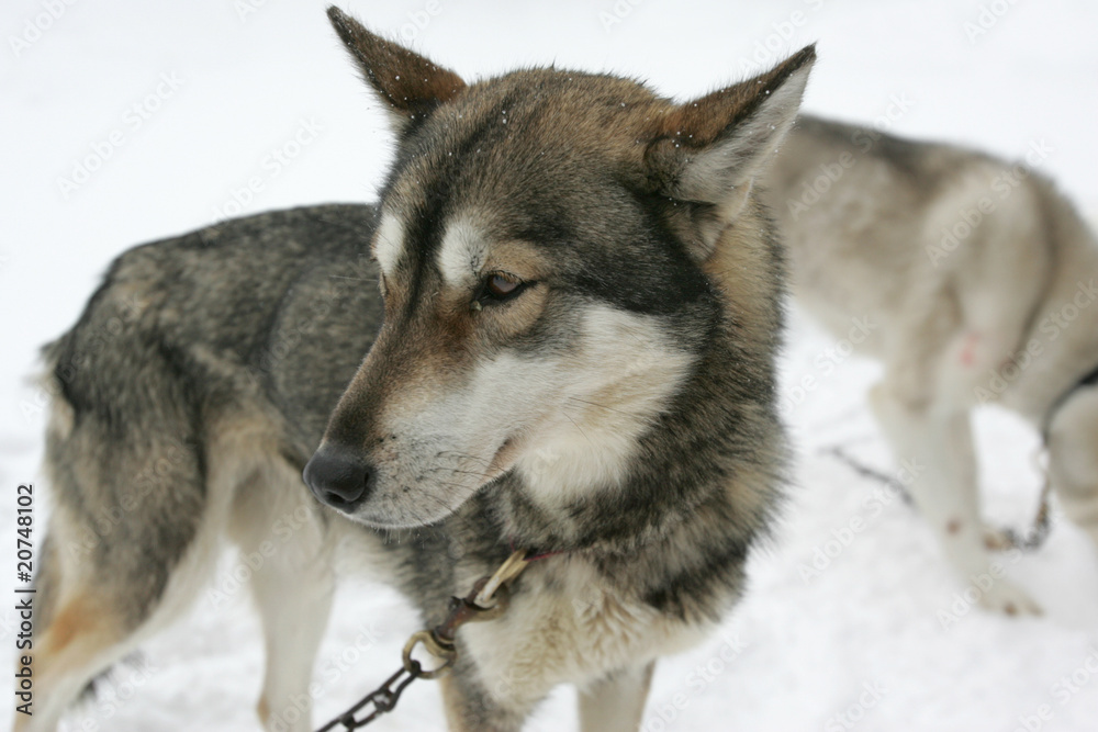 Fototapeta premium Husky
