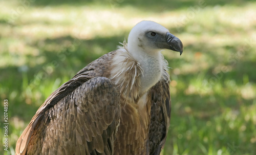 vulture