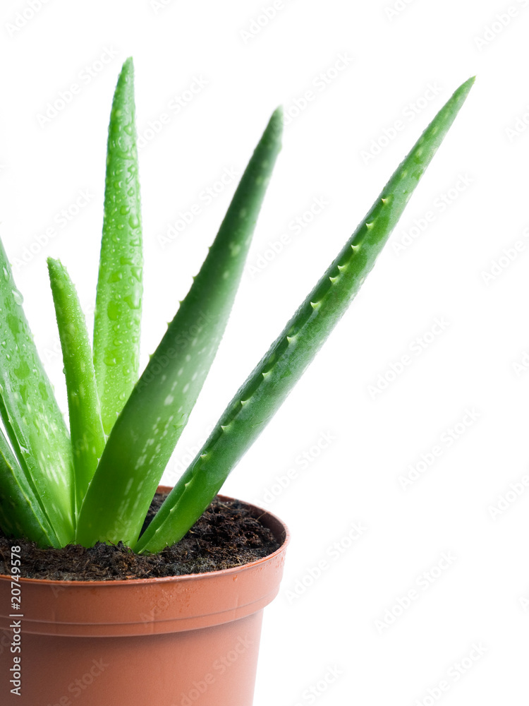 Aloe cactus Aloe cactus