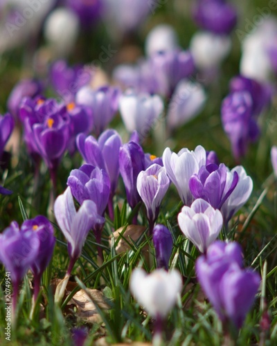 Blossom of crocuses in spring meadow