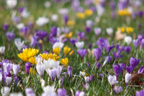 Fototapeta Naklejka Na Ścianę i Meble -  Blossom of crocuses in spring meadow