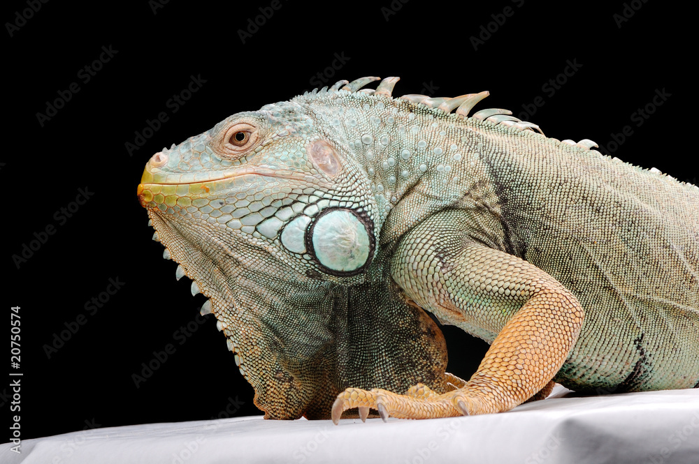 Obraz premium iguana