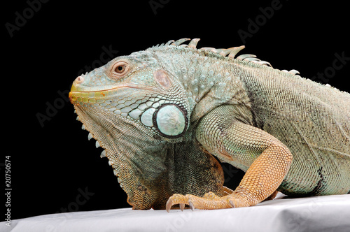 iguana