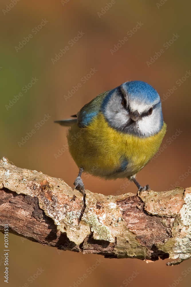 Obraz premium Blue tit, Parus caeruleus.