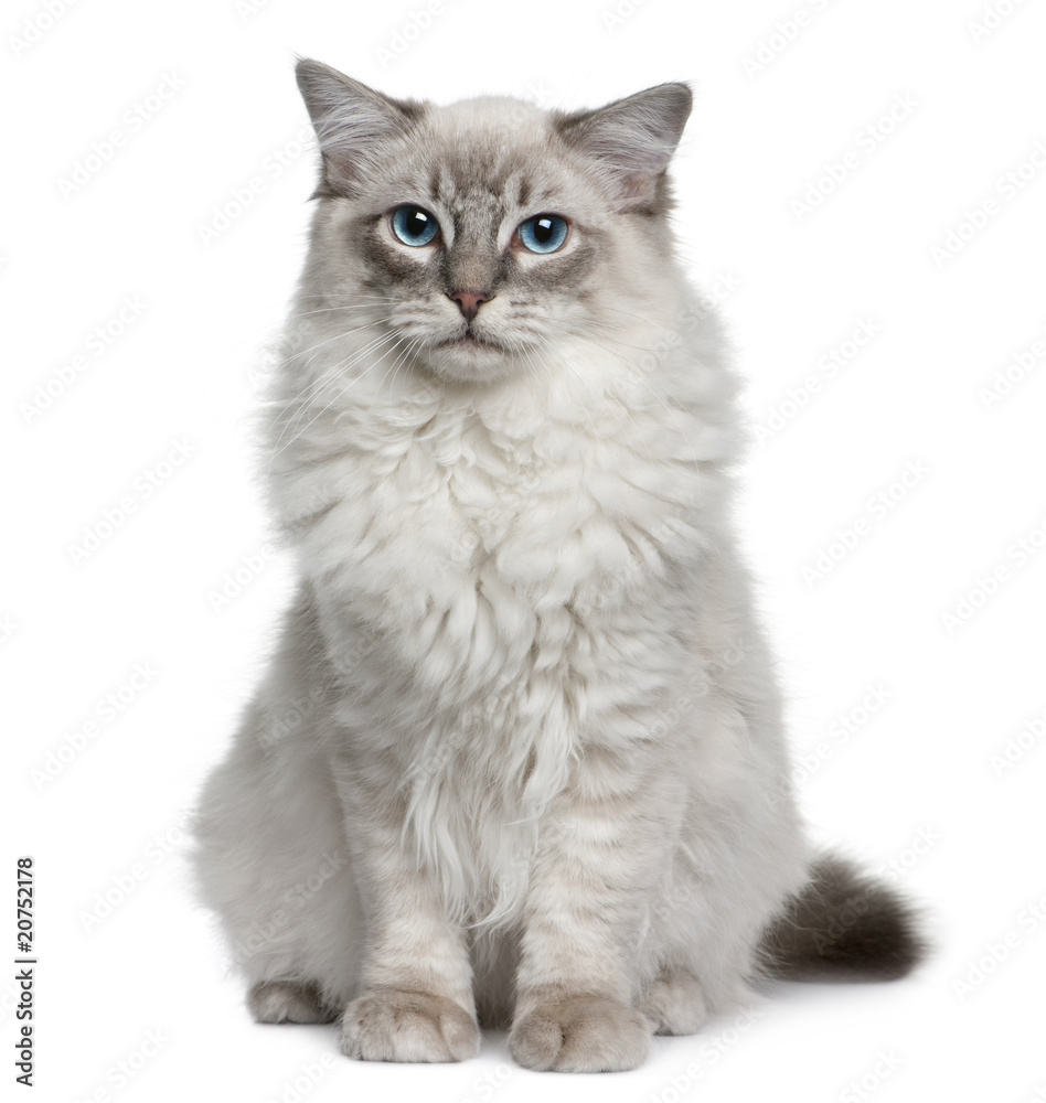Front view of Ragdoll, sitting and looking at the camera