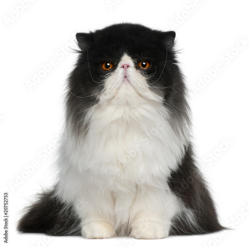 Fototapeta Naklejka Na Ścianę i Meble -  Front view of Persian, sitting and looking the camera