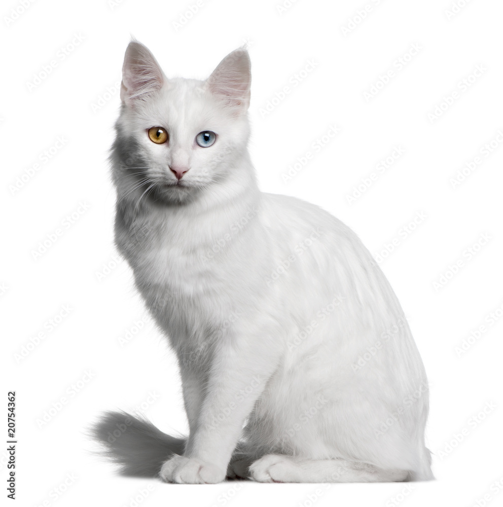 profile of a white Turkish Angora, looking the camera