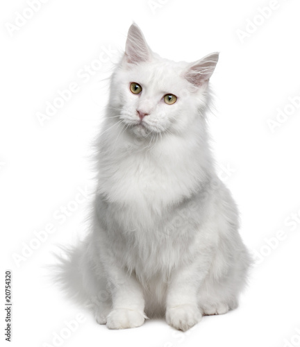 Front view of Turkish Angora, sitting and looking away