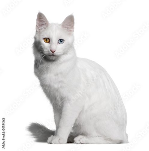 Canvas Print profile of a white Turkish Angora, looking the camera