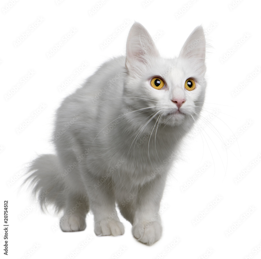Front view of Turkish Angora, standing and looking up Front view of Turkish Angora, standing and looking up