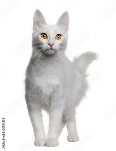 Foto Front view of Turkish Angora, standing and looking at the camera