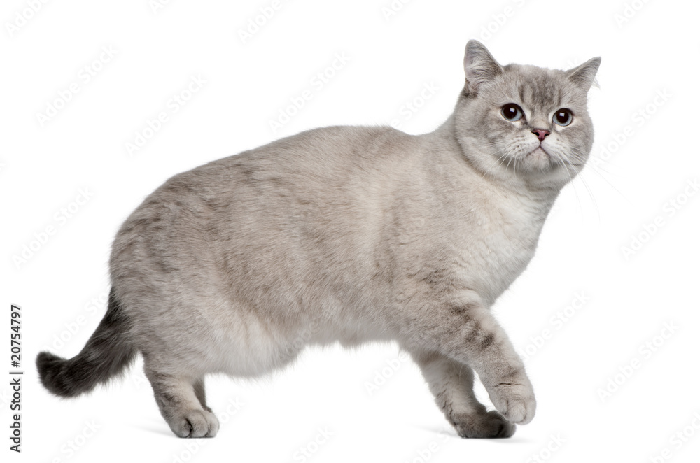 Side view of British Shorthair, standing and looking away