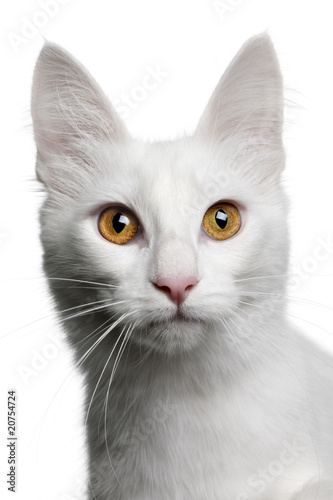 close up of a Turkish Angora, looking the camera © Eric Isselée