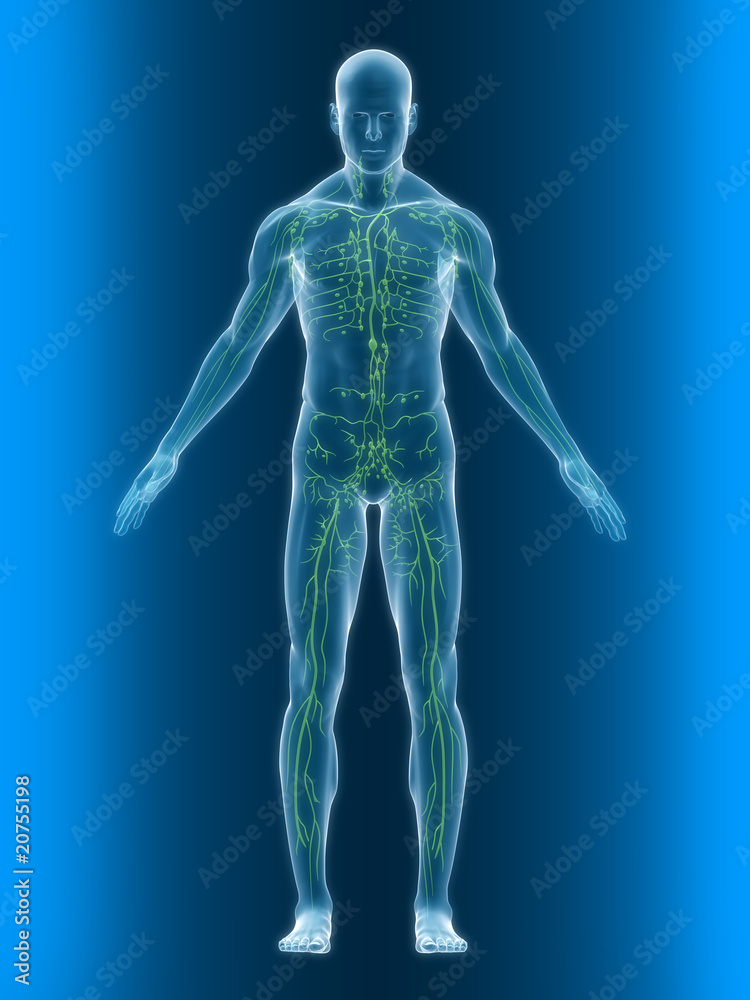 gesundes Lymphsystem