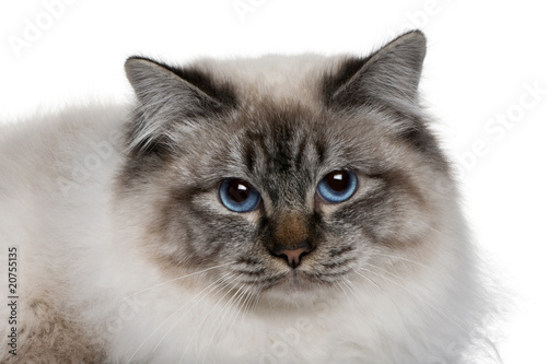 close up of a Birman (8 months old)