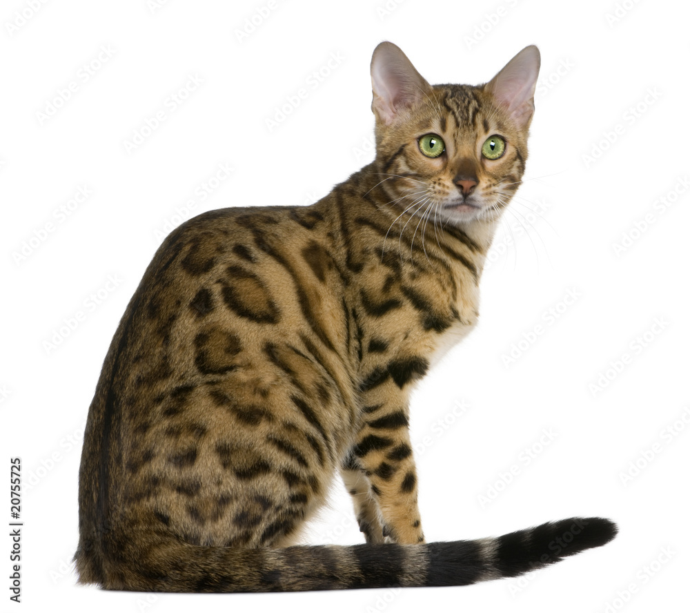 Fototapeta premium Side view of Bengal kitten (7 months), sitting