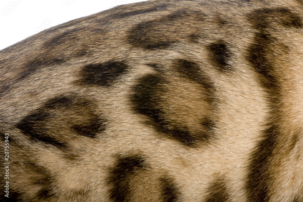 Naklejka premium Fur of a Bengal