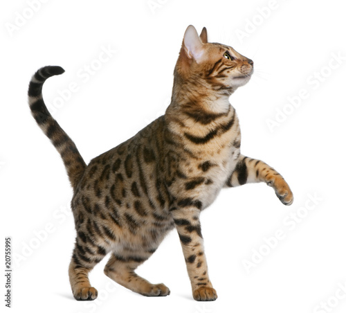 Side view of Bengal kitten, standing and looking up