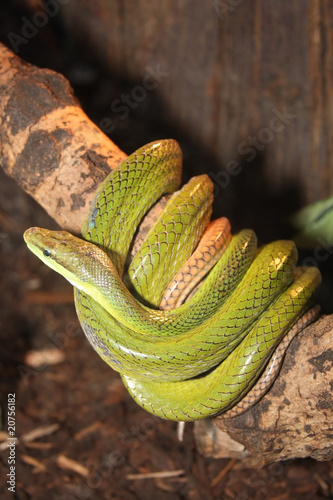 snake photo