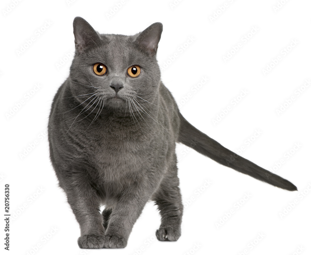Front view of Chartreux, standing and looking the camera