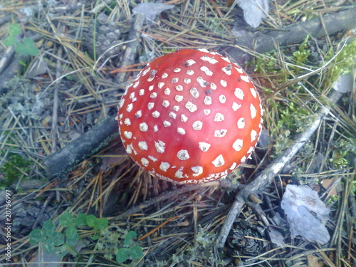 fly-agaric photo