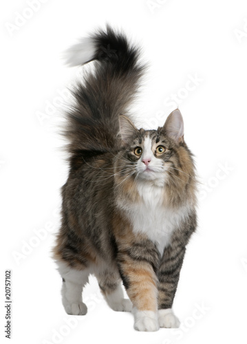 Norwegian Forest Cat, standing and looking up