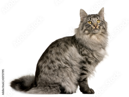 Side view of Siberian, sitting and looking up