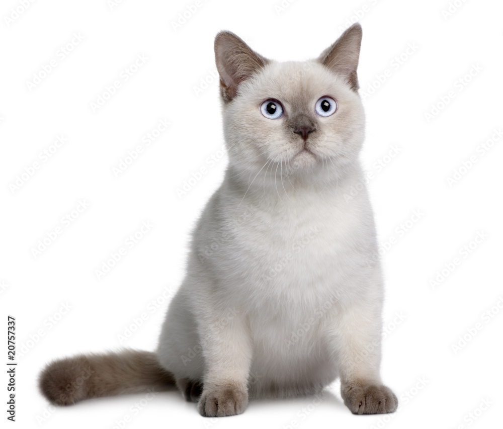 British Shorthair, sitting in front of a white background