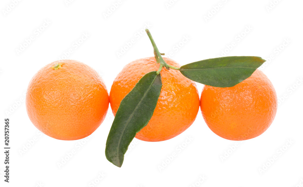 tree tangerines tree tangerines