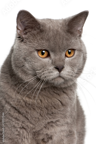 close up of a british shorthair (10 months old)