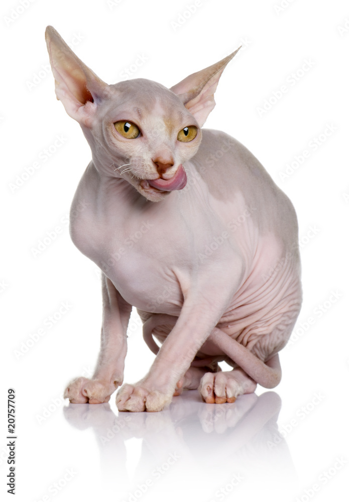 Sphynx kitten (5 months old), sitting with mouth open