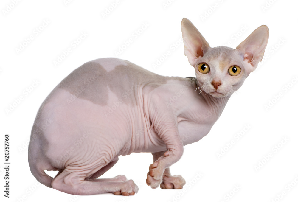 Profile of Sphynx kitten, standing and looking up