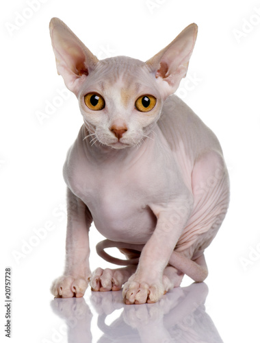 Front view of Sphynx kitten (5 months old), looking the camera