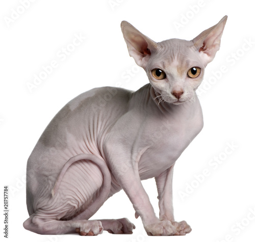 Profile of Sphynx kitten, sitting and looking the camera