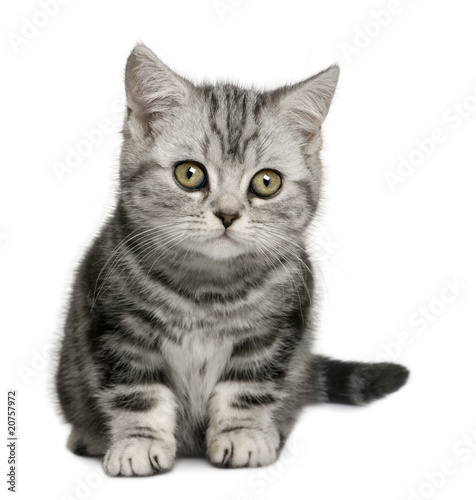 Fototapeta Naklejka Na Ścianę i Meble -  Front view of British Shorthair kitten (10 months old), sitting