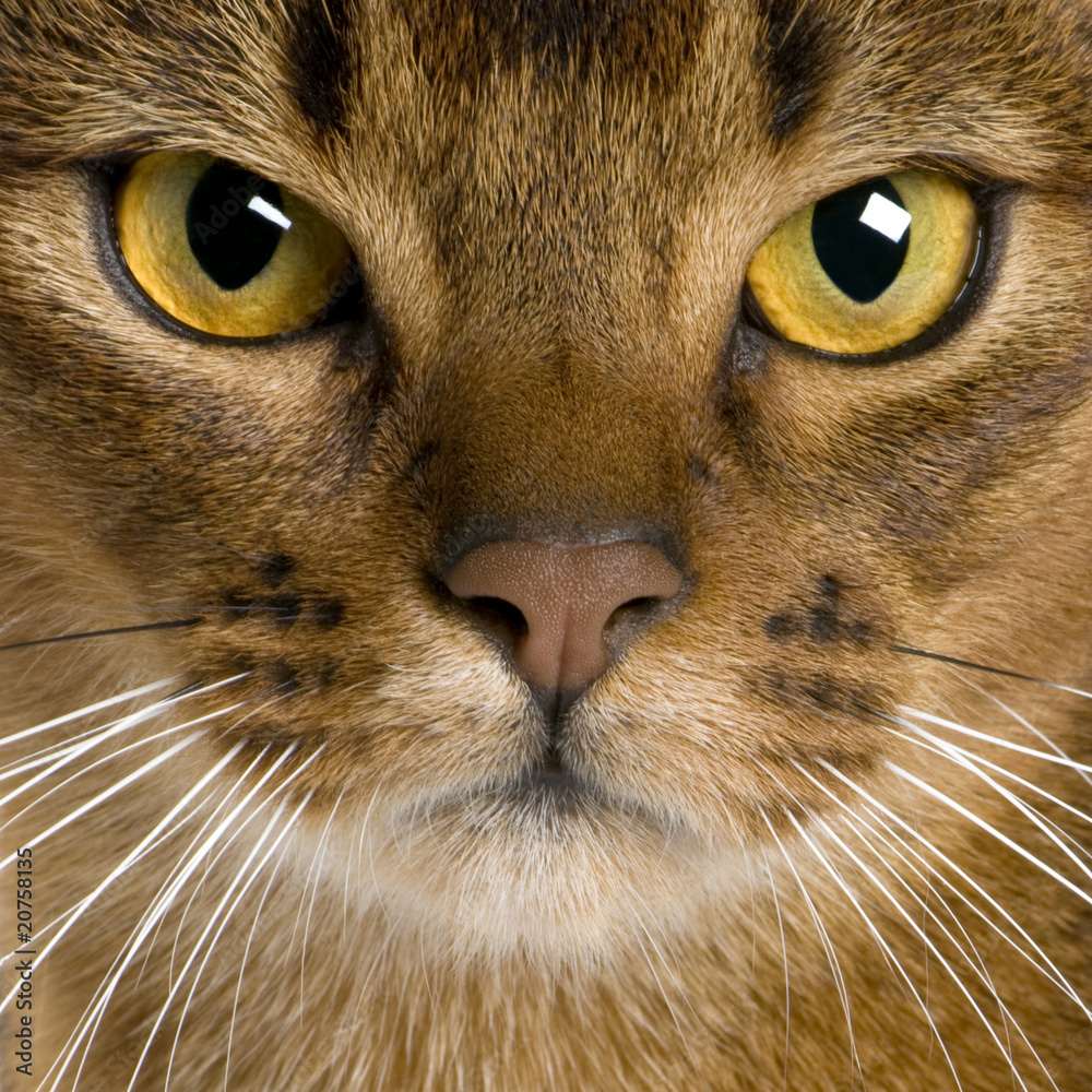 Fototapeta premium close up of a Abyssinian (9 months old)