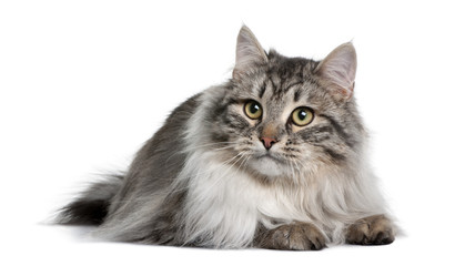Front view of Siberian, lying down and looking away