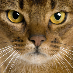 close up of a Abyssinian (9 months old)