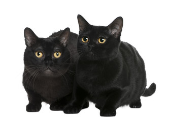 Front view of Bombay cat (10 months old), sitting
