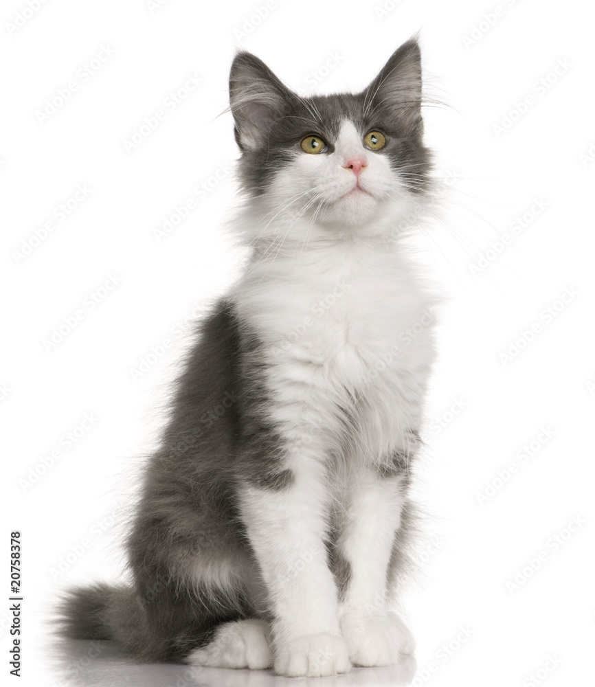 Norwegian Forest Cat kitten, sitting and looking up