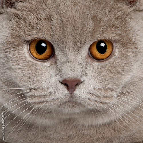 close up of a british shorthair (9 months old)