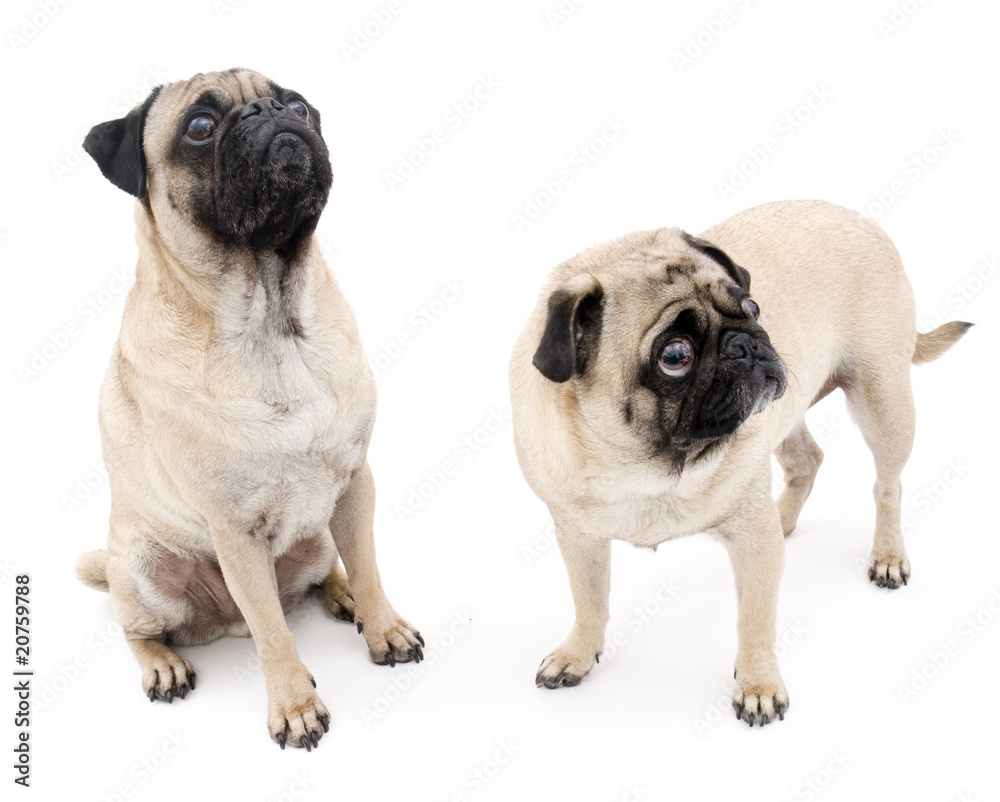 Fototapeta premium Cute Pugs, Isolated
