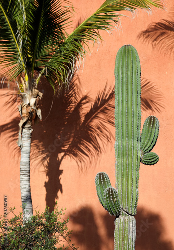 desert plants in a vacation resort in los cabos