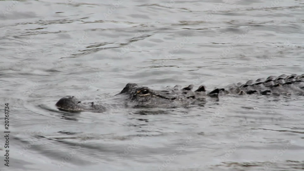 Alligator Swimming Alligator Swimming