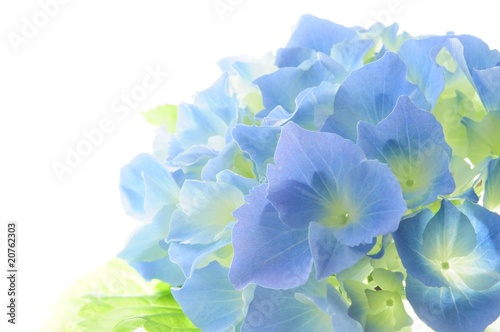 blue  hydrangea