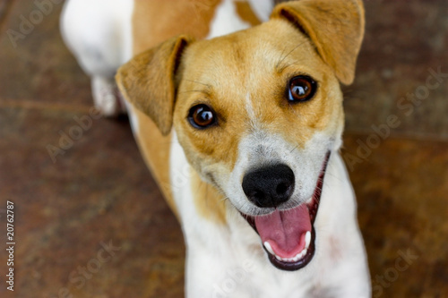 Jack Russel Terrier Puppy dog happy