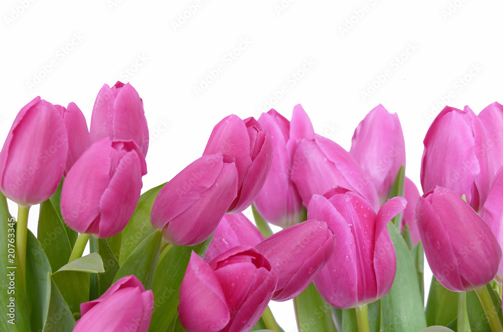 Fototapeta premium tulipany, tło kwiatowy