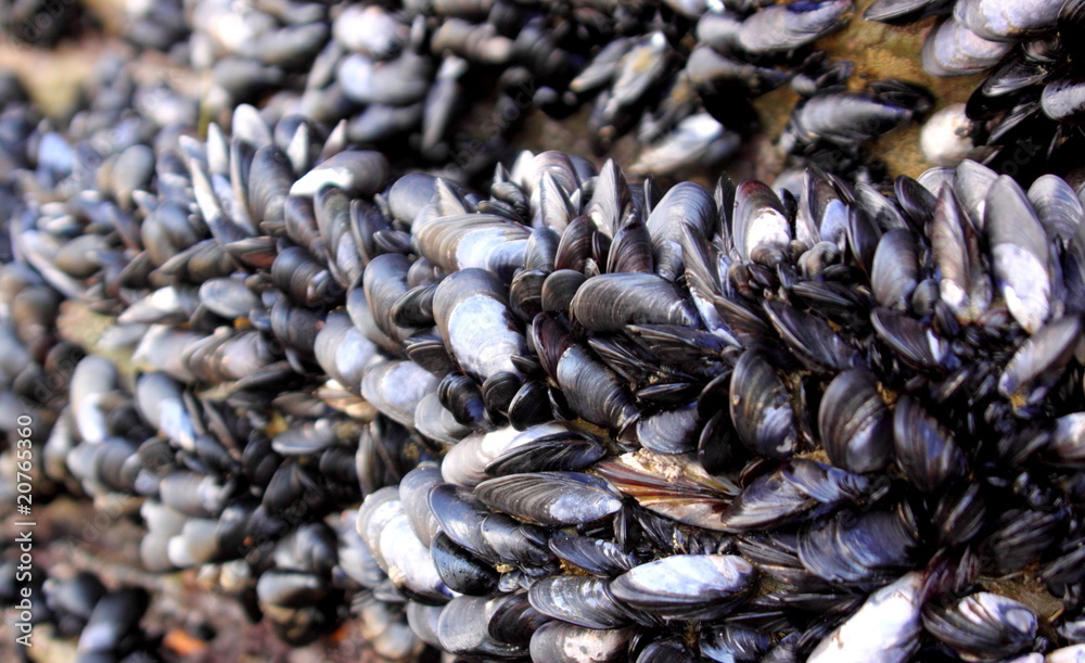 mussels